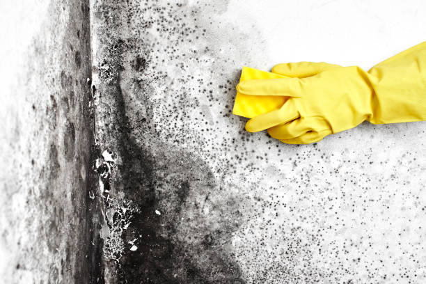 Best Forensic Mold Investigation  in Castle Pines, CO