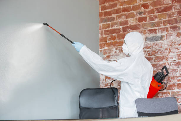 Best Black Mold Removal  in Castle Pines, CO