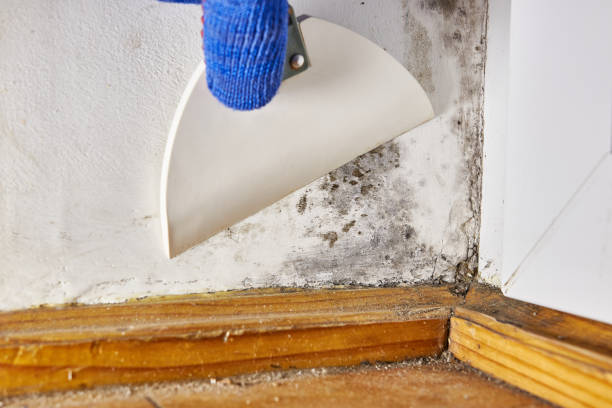 Best Residential Mold Inspection & Testing  in Castle Pines, CO
