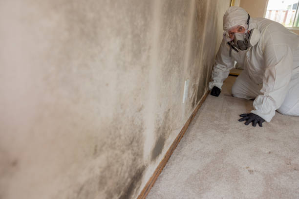 Best Biohazard Mold Removal  in Castle Pines, CO